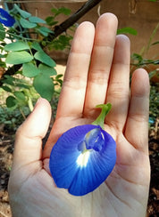 WHOLE BUTTERFLY PEA FLOWERS Infusión | Organic Blue Healer*