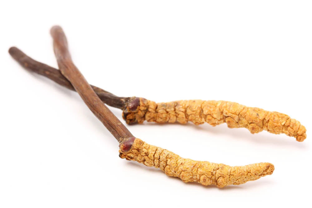 CORDYCEPS Cápsulas | El Hongo de la Energía + Rendimiento + Vitalidad