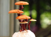 Extracto de Reishi en cápsulas