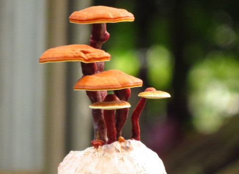 Extracto de Reishi en cápsulas