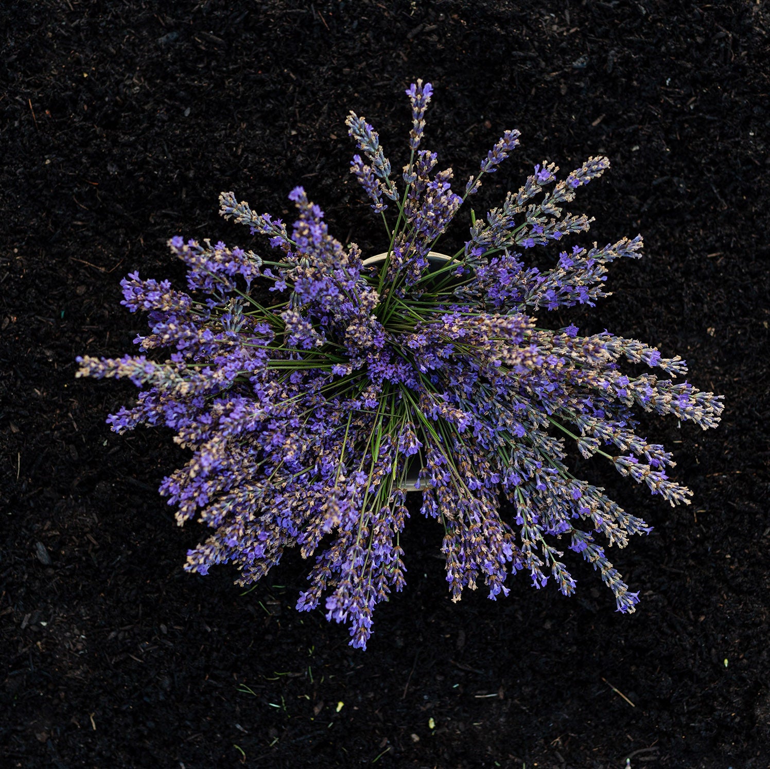 Agua floral o Hidrolato de Lavanda