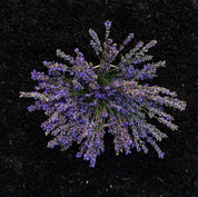 Agua floral o Hidrolato de Lavanda