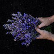 Agua floral o Hidrolato de Lavanda