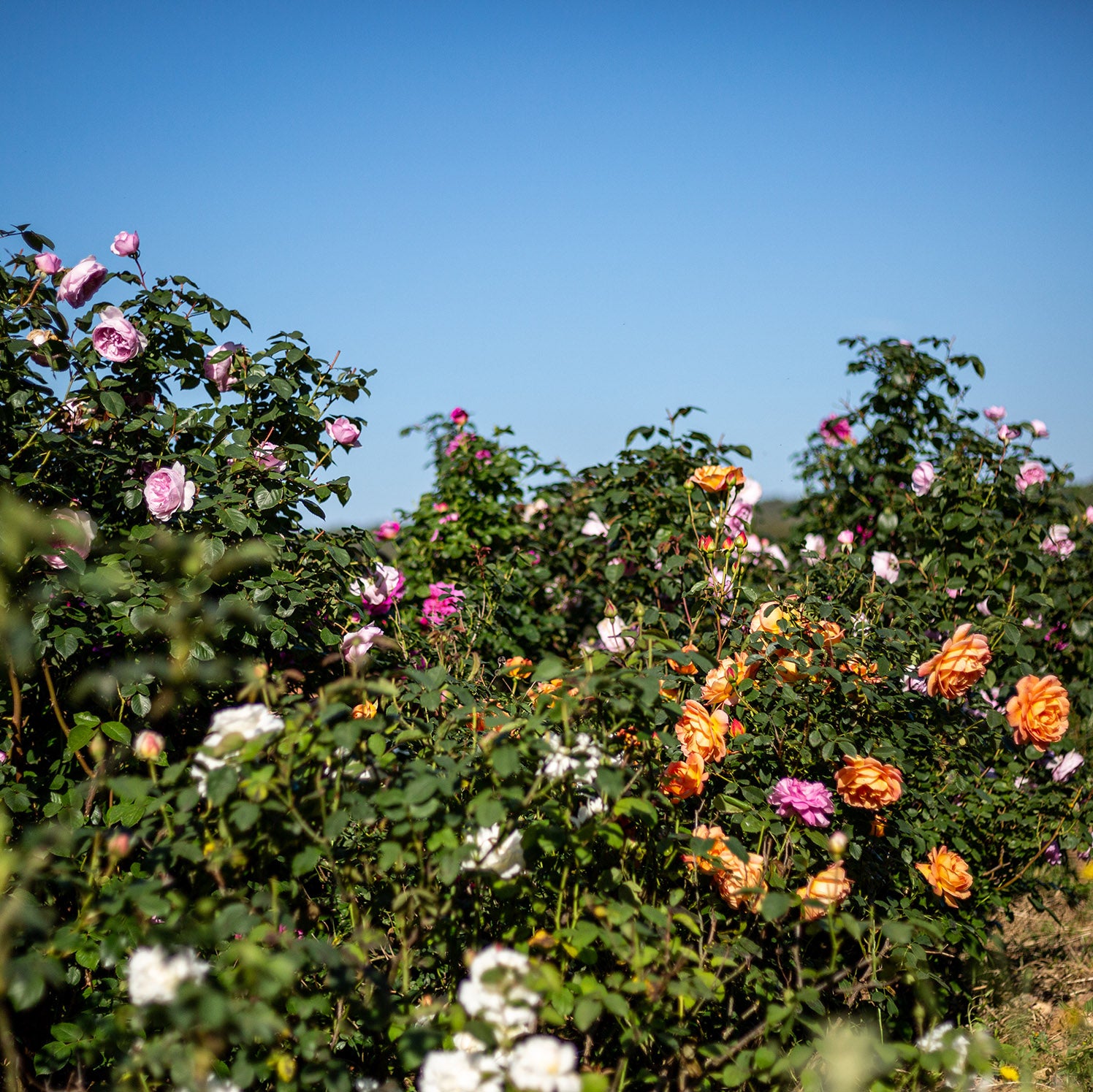 Agua floral o Hidrolato de Rosas Antiguas