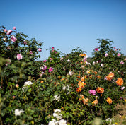 Agua floral o Hidrolato de Rosas Antiguas