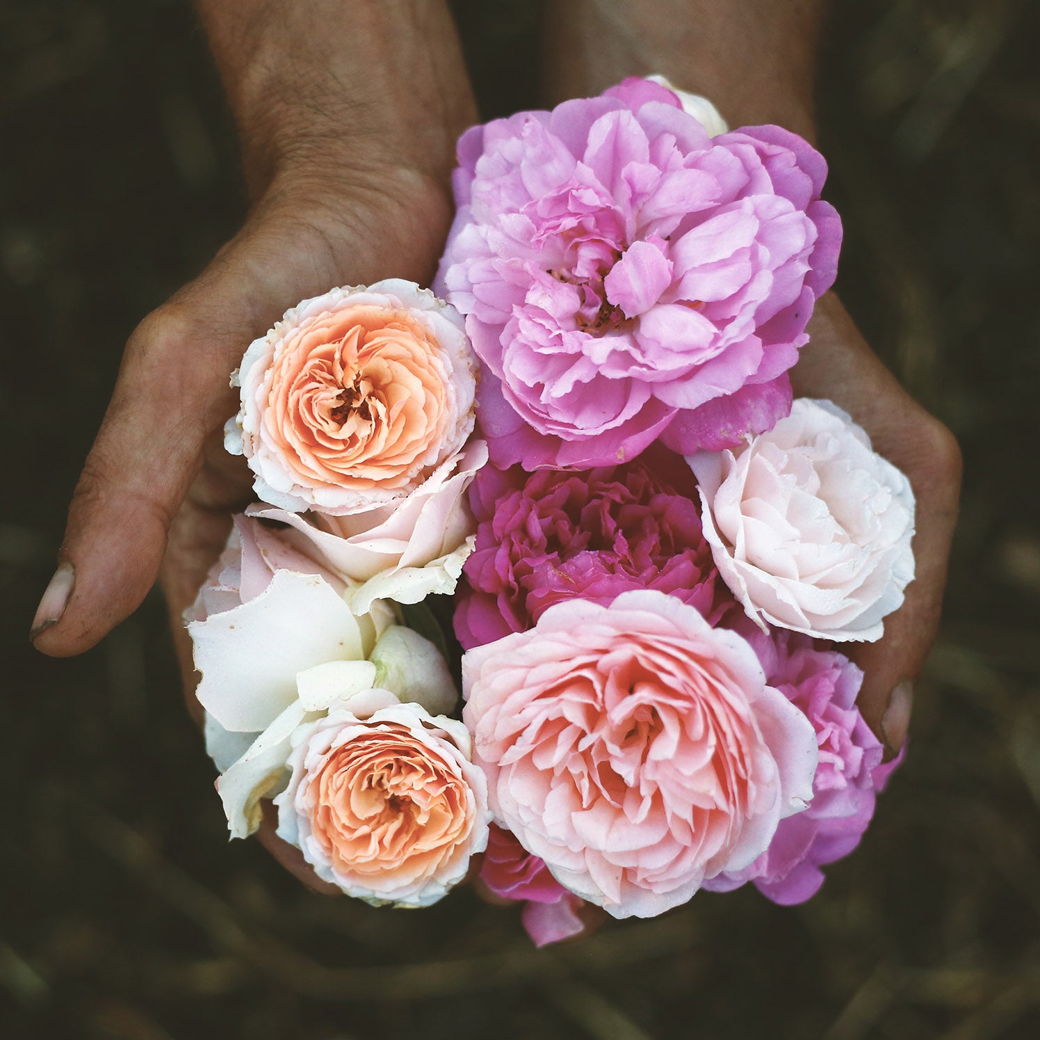 Agua floral o Hidrolato de Rosas Antiguas