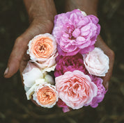 Agua floral o Hidrolato de Rosas Antiguas